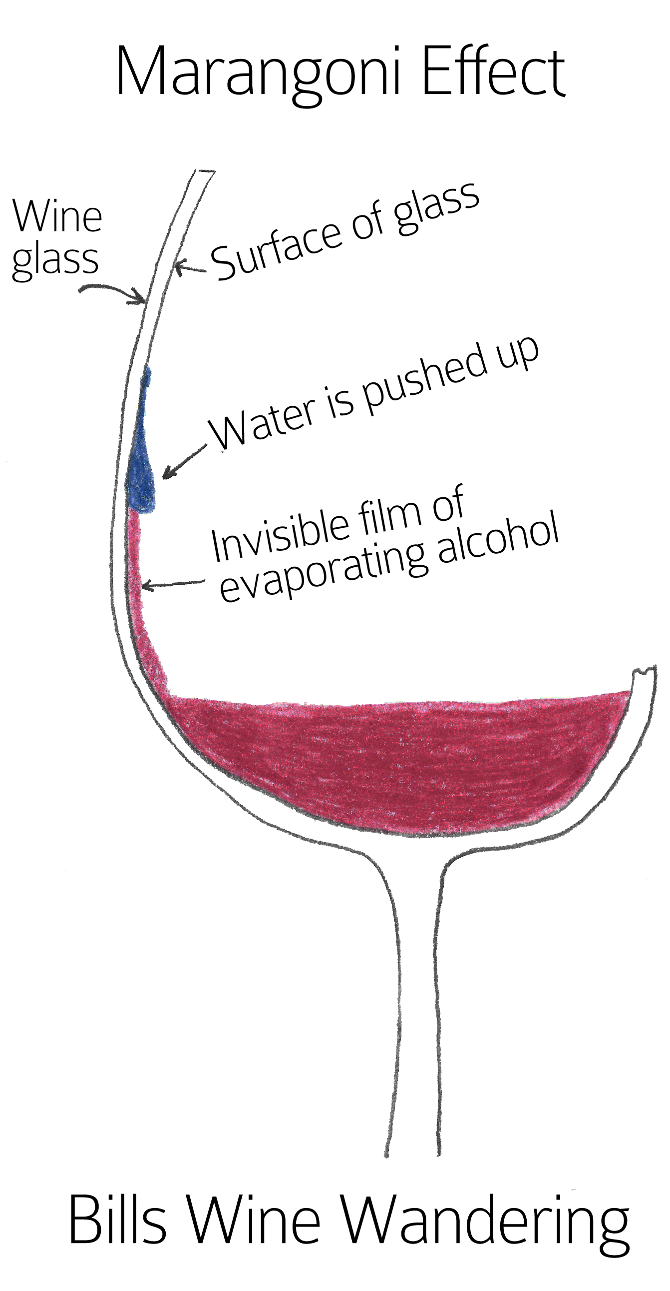 Wine Glass Legs – Marangoni Effect