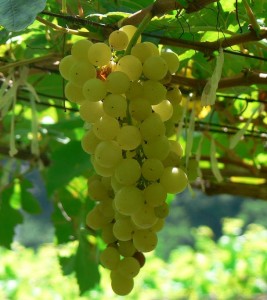 Chenin_blanc_grapes