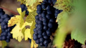 alianico-grapes